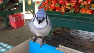 Hungry Blue Jay Eats Tomatoes