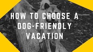 how to choose a dog friendly vacation destinations