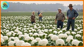 Cauliflower farm-How to grow ORGANIC CAULIFLOWER by American farmers|  Growing and harvesting