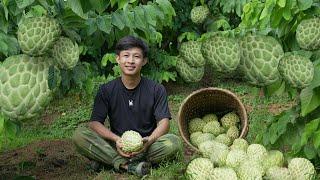 2 year living in forest, Harvest large custard apple fruits to market sell. Growing more fruit trees