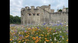 Tower Hill walk and wild flower magnificence