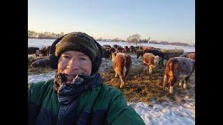 ПРАЗДНИК 23 ФЕВРАЛЯ НА МЯСНОЙ ФЕРМЕ кфх ДИК. САМАЯ ХОЛОДНАЯ НОЧЬ ФЕВРАЛЯ 21г. Рассвет у Герефордов.
