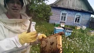 Пасека Лаврова. Контроль молодых маток на засев.