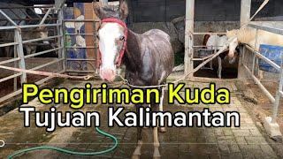 Pengiriman 3 ekor kuda menuju kalimantan selatan