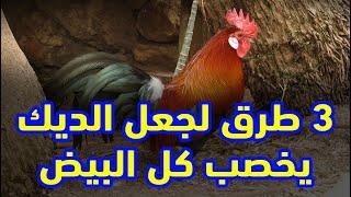 بيض مخصب 100% 3 طرق لجعل الديك يخصب كل البيض مجربة ومضمونة البيض عندك هيبقى كله مخصب الطرق من البيت