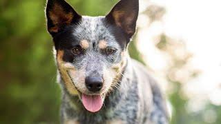 Teaching an Australian Cattle Dog to Excel in Agility!