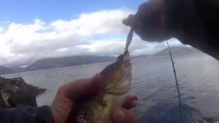 Afternoon rock fishing in Loch Linnhe. August 2015.