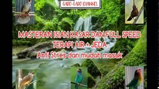 MASTERAN AMPUH ISIAN KASAR & SPEED (TERAPI AIR & JEDA) Murai Batu,Kacer,Kapas Tembak,Cililin,Jenggot