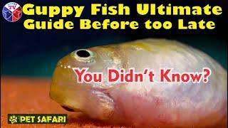 Guppy Fish Ultimate Guide Before its too late | Secret Tips and Techniques