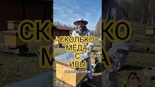 СКОЛЬКО МЁДА ПРИНЕСЛИ НА ИВЕ?
