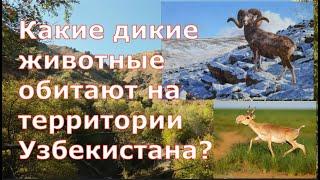 Какие дикие животные обитают на территории Узбекистана? / Животные гор Тянь - Шаня в Средней Азии