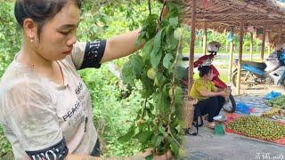 take care of chicks - pick plums and bring them to the market to sell for extra income/Bàn Thị Ta