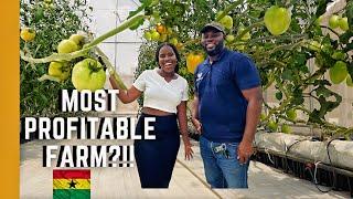 YOU NEED TO SEE THIS FARM IN GHANA | GREENHOUSE FARMING |LIVING IN GHANA