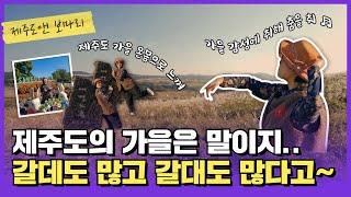 [제주도앤보마리] EP.13 갈 데도 많고, 갈대도  많은 제주의 가을｜상효원 새별오름