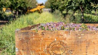 The California Prunes Difference: our Exceptional Growers