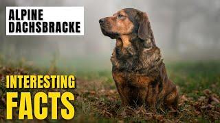 Amazing facts of Alpine Dachsbracke | Interesting Facts | The Beast World