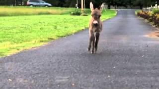 Baby Miniature Donkey - Opie Running up the Drive