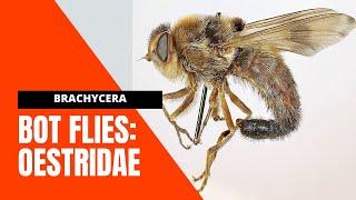 VET PARA 1 | Bot flies (Diptera: OESTRIDAE) | Chapter 5.2.5 (Student Output)