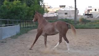 Marwari mare Albeli