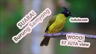 Suara Samyong Mp3 - Download Suara Burung Samyong Gacor Full Isian Durasi Panjang Buat Masteran!