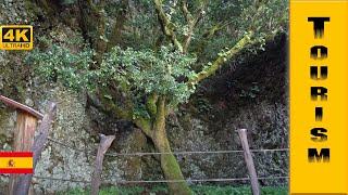 Garoé tree (Árbol Garoé) | El Hierro island