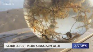 Island Report: See inside Sargassum Weed