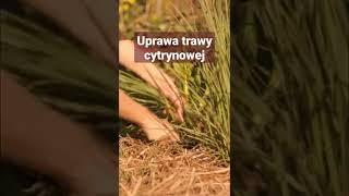 Uprawa trawy cytrynowej