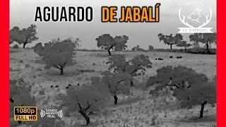 AGUARDO DE JABALÍ 2024 | JUNTO A  RAFA CALVO