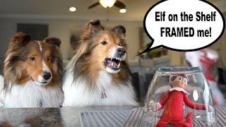 The Elf on the Shelf FRAMED me!  Time to TAKE CONTROL!  An Elf on the Shelf Sheltie Adventure!