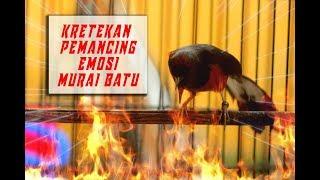 Kretekan dan Suara Awalan MURAI BATU F3 untuk memancing emosi