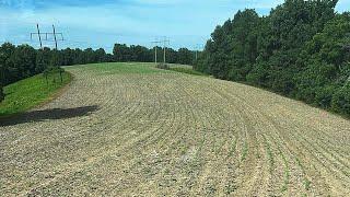 Deer Destroyed Cotton