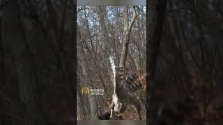 Hawk catches a Squirrel #shorts