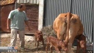 Terneros trillizos, parto múltiple de vaca retinta en Los Barrios (Cádiz)