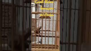 Cucak Rowo misterius #short #fyp #shorts #fypシ #fypyoutube #burung #kicaumania #cucakrowo #misterius