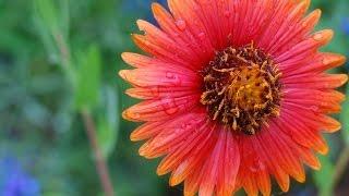 Hill Country View - Native Plants