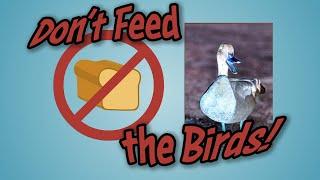 Don't Feed the Birds!