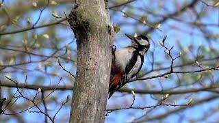 Strakapoud velký (Dendrocopos major) - bubnování