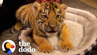 A Year In The Life Of A Baby Tiger  | The Dodo Little But Fierce