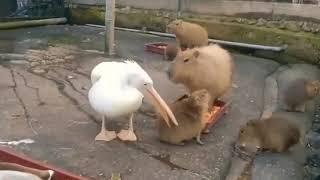 Pelican’t eat a Capybara