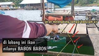 ALHAMDULILLAH YG NAIK NILA BABON BABON | mancing nila di waduk riam kanan