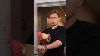 САМАЯ СВЕЖАЯ КУРОЧКА #shorts