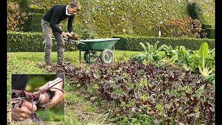 RÉCOLTE ET CONSERVATION HIVERNALE DES BETTERAVES ET DES CAROTTES DANS DU SABLE