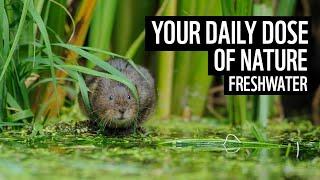 A daily dose of nature | UK freshwater | WWF