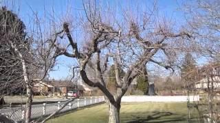 How to Prune Old Apple Trees