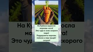 На Кубани выросла морковь-нога. Это знак, что скоро будет мир!