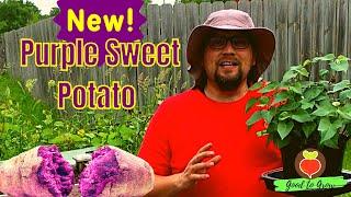 Why You Should Grow Purple Sweet Potatoes | Planting Sweet Potatoes in Raised Beds