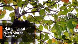 Sloths of Costa Rica