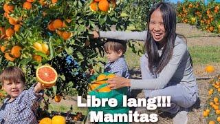 Grabi Pinamigay Lang Oranges Dito Sa Australia Ng Taga Farmer|Libre Pitas Sa Lahat