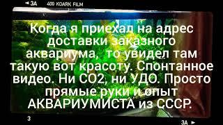 Аквариумист из СССР. Ни СО2, ни УДО. Просто прямые руки и опыт АКВАРИУМИСТА из СССР.