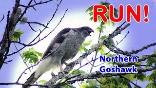 Northern Goshawk - America's most fiercesome hawk